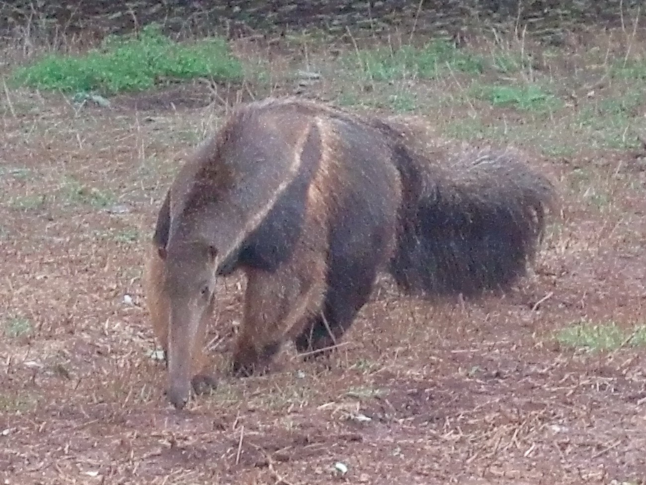 Oso Hormiguero (Coati) in the Itaibu Zoo